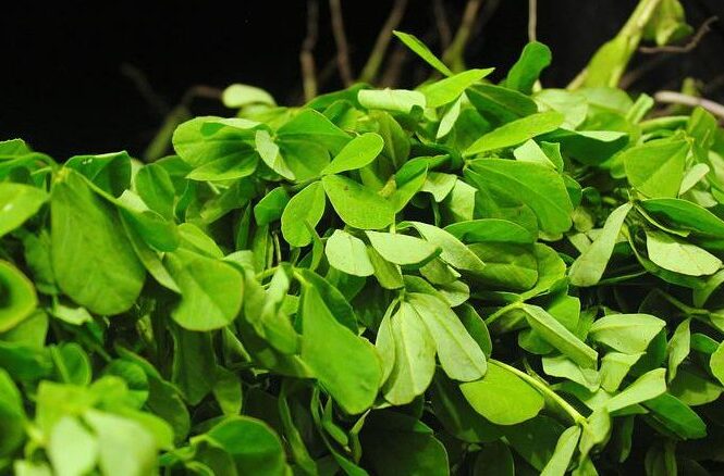 Amazing Life-Changing Health Benefits Of Fenugreek