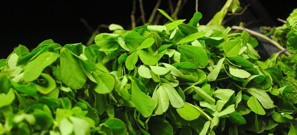 Amazing Life-Changing Health Benefits Of Fenugreek
