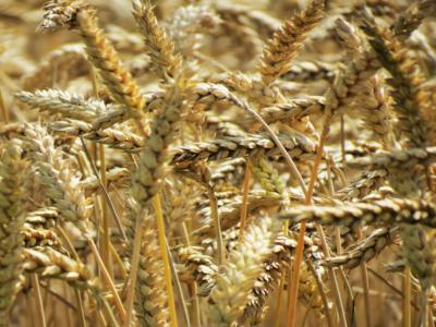 Barley
