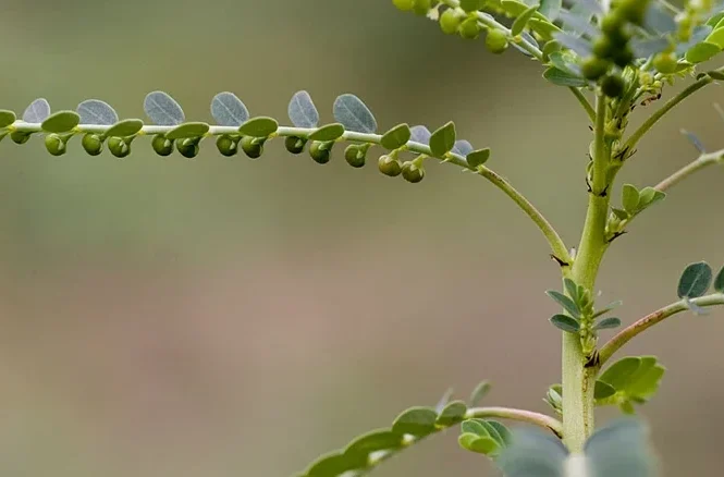 Bhumyamalaki: Phyllanthus niruri – Uses, Research, Remedies, Side Effects