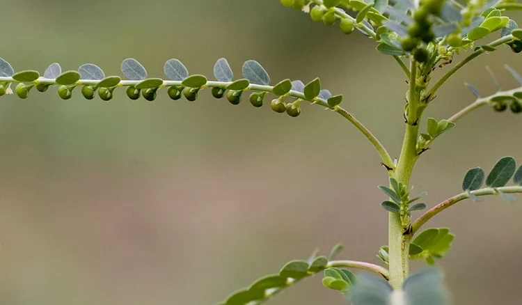 Bhumyamalaki: Phyllanthus niruri – Uses, Research, Remedies, Side Effects