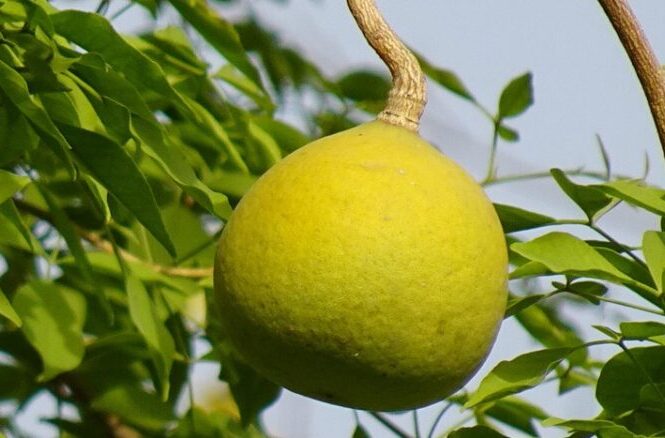 Bilva (Bael) – Scientific and Ayurvedic Insights on Uses, Remedies, and Research
