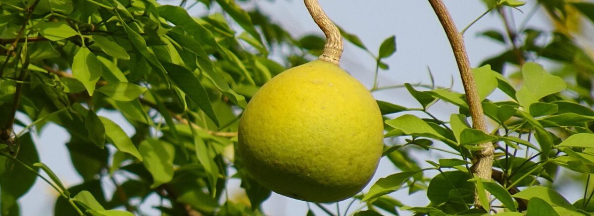 Bilva (Bael) – Scientific and Ayurvedic Insights on Uses, Remedies, and Research
