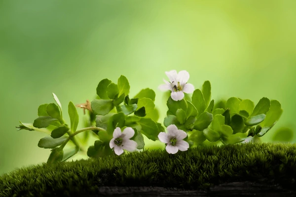 Brahmi (Bacopa monnieri): Benefits, Dosage, Side Effects, and Research Insights