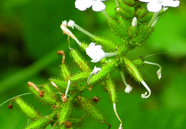 Chitrak (Plumbago zeylanica): Complete Ayurvedic Guide — Uses, Benefits, Dose & Precautions