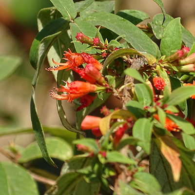 Dhataki (Woodfordia fruticosa) – Ayurvedic Review