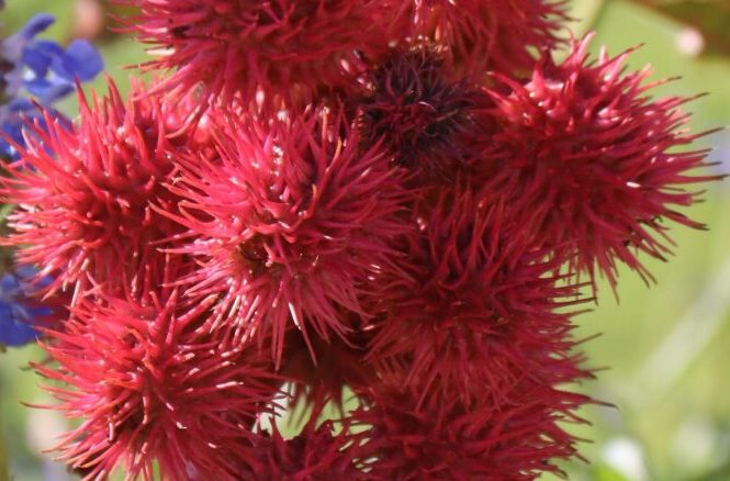 Eranda (Ricinus communis)
