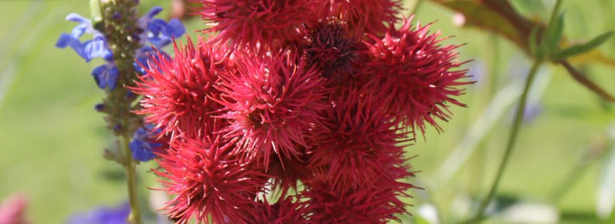 Eranda (Ricinus communis)