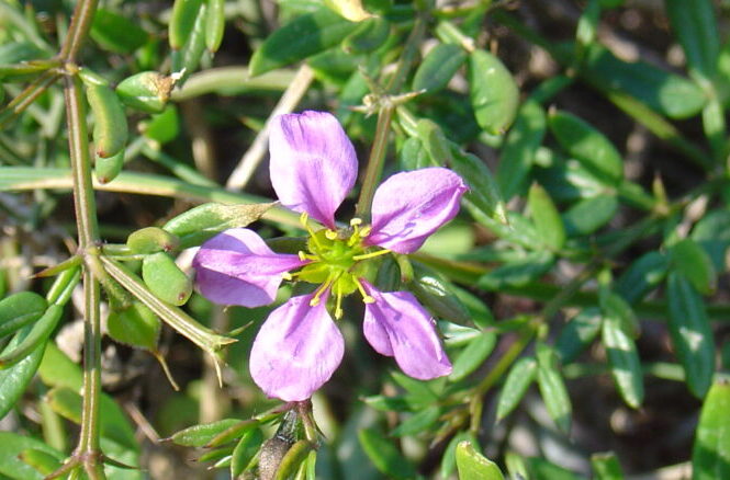 Fagonia cretica (Virgin’s Mantle): Dhamasa