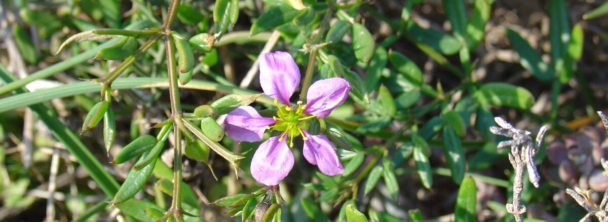 Fagonia cretica (Virgin’s Mantle): Dhamasa