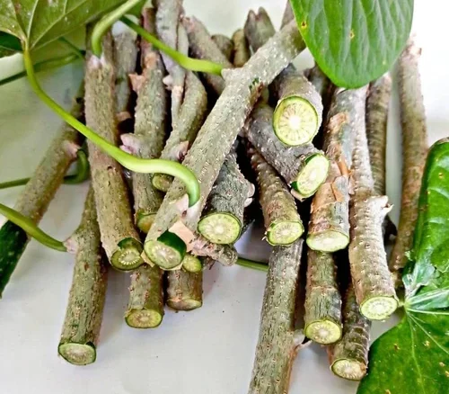 Giloy (Padma Guduchi) – Botanical Classification