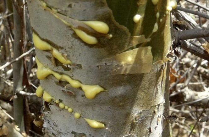 Guggulu (Commiphora mukul): Benefits, Uses, Dosage, Safety & Research