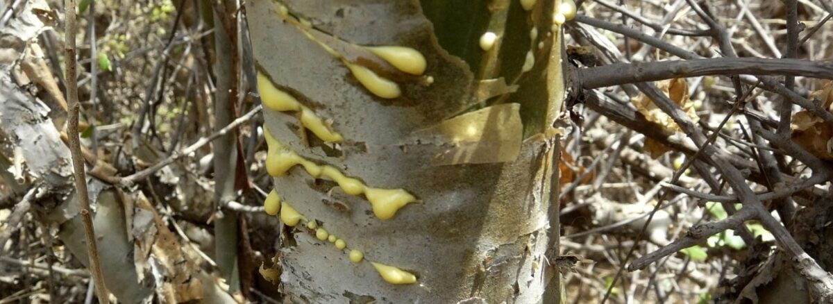 Guggulu (Commiphora mukul): Benefits, Uses, Dosage, Safety & Research