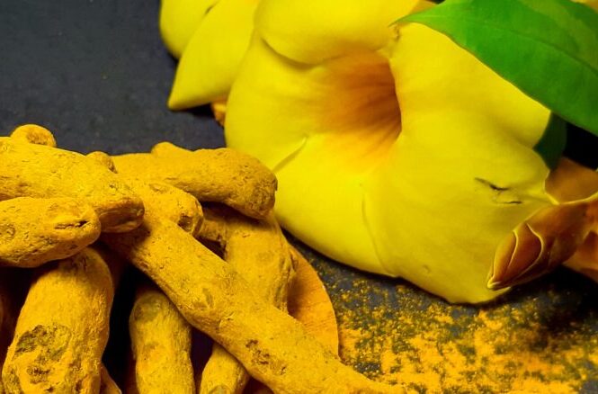 How Turmeric Miraculous Plant is Making the World a Better Place.