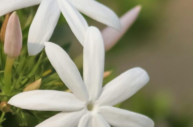 Jasmine (Chameli / Jati) – A Complete Ayurvedic & Scientific Review