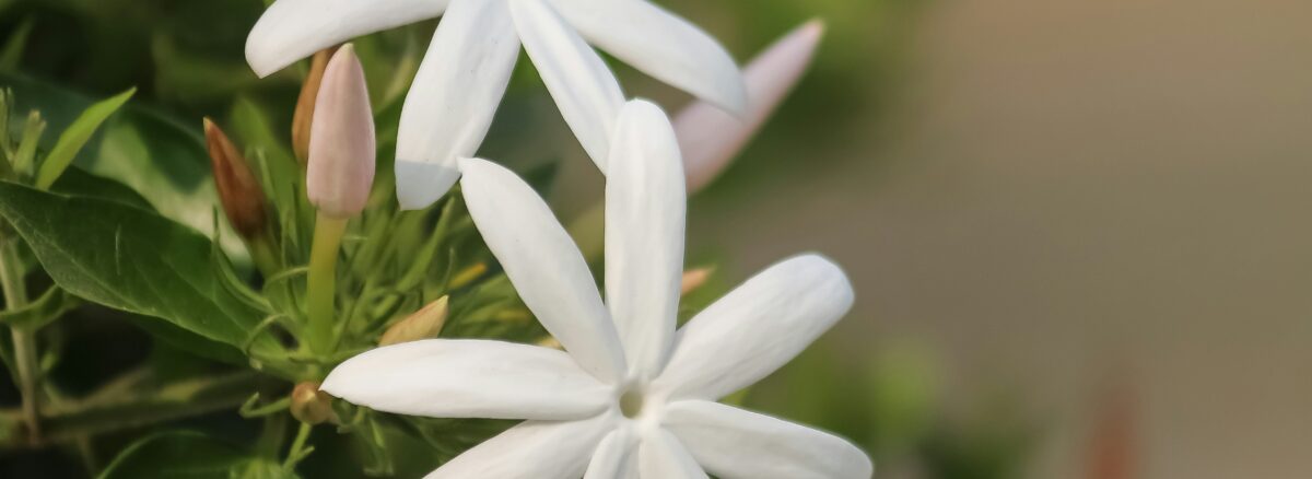 Jasmine (Chameli / Jati) – A Complete Ayurvedic & Scientific Review