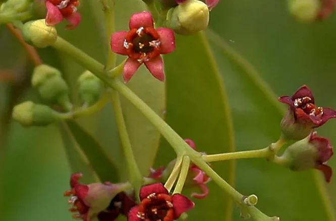 Sandalwood (Chandana) in Ayurveda