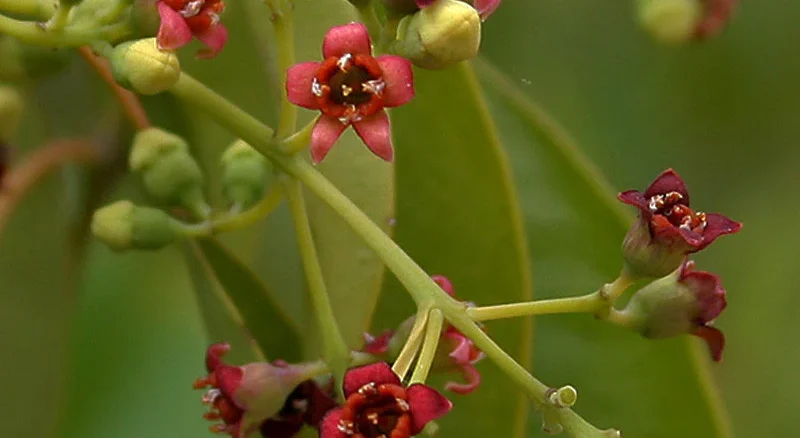Sandalwood (Chandana) in Ayurveda