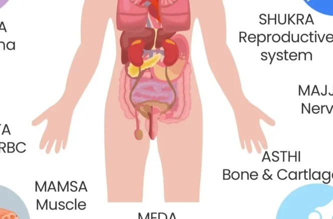 Sapta Dhatu in Ayurveda: Detailed Understanding of the Seven Body Tissues