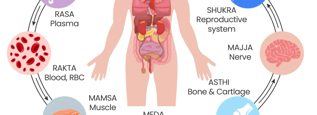 Sapta Dhatu in Ayurveda: Detailed Understanding of the Seven Body Tissues