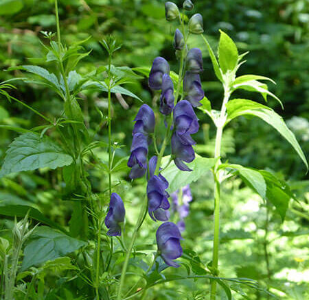 Vatsanabha (Aconitum ferox)